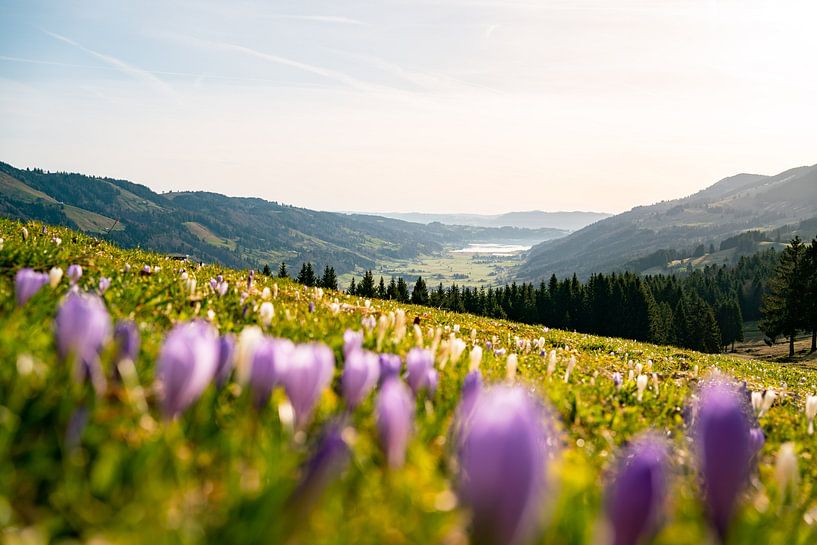 Crocuses at Hündle with view of Alpsee lake by Leo Schindzielorz