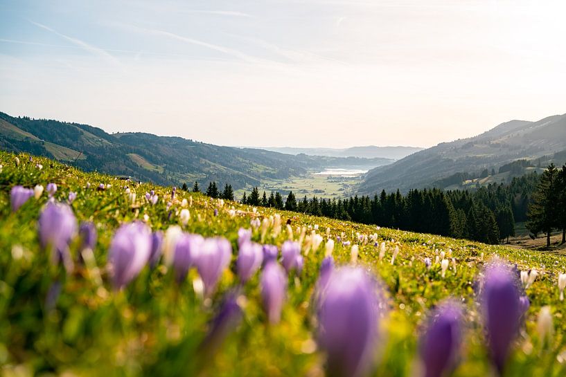 Krokusse am Hündle mit Blick auf den Alpsee von Leo Schindzielorz