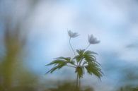 Wood anemones can also daydream by Francis Dost thumbnail