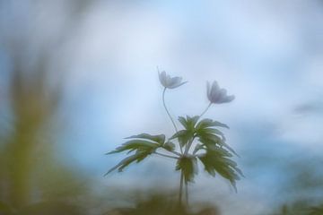 Wood anemones can also daydream by Francis Dost