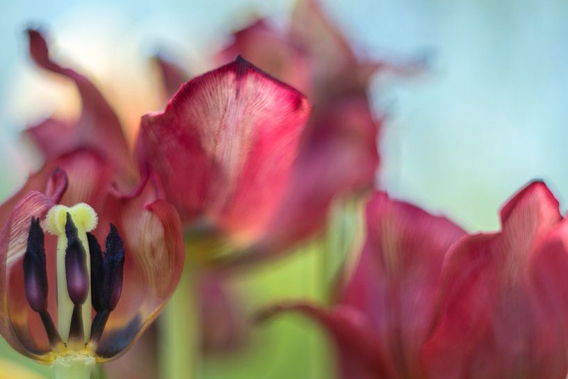 Tulip Art by Deez Tulpen in Nederland von Desiree Adam-Vaassen