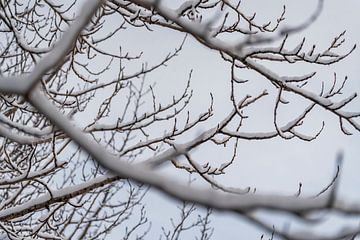 Bevroren Takken Poëzie in de Winter van Femke Ketelaar