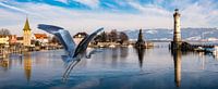 Panorama with grey heron in the harbour of Lindau Bodensee Germany by Dieter Walther thumbnail