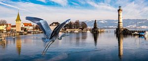 Panorama mit Graureiher im Hafen von Lindau Bodensee Deutschland von Dieter Walther