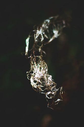 Style my Home series by Liberty Ragazza Biesma