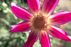 Bloem von Daniëlle van der meule