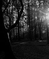 door de bomen het licht zien