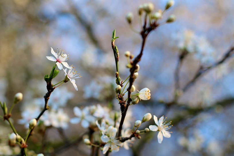 Frühlingsblüte von Marianna Pobedimova