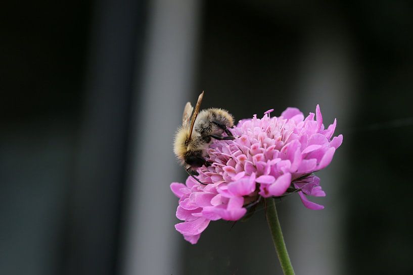 A honey bee on a flower by Pim van der Horst