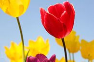 prachtige bloeiende tulpen met een blauwe achtergrond van Angelique Nijssen thumbnail