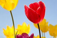 prachtige bloeiende tulpen met een blauwe achtergrond