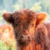 Calf of Scottish Highlander in first sunlight by Bas Ronteltap