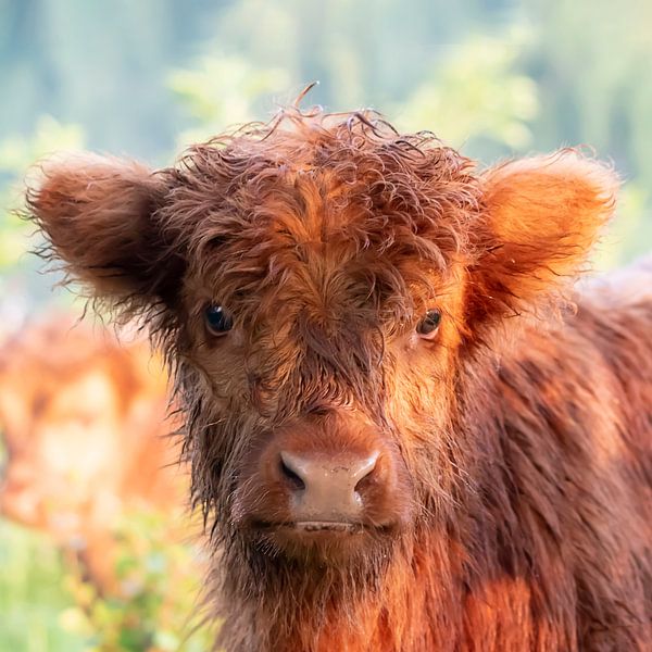 Calf of Scottish Highlander in first sunlight by Bas Ronteltap