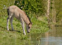 Veulen aan het drinken