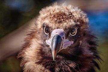 Monk Vulture by Rob Boon