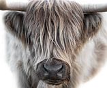 Schotse Hooglander van Karel Ton thumbnail