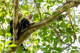 Two white-faced capuchin monkeys (Cebus capucinus) by whmpictures .com