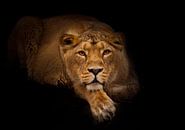 leeuwin in de nacht. leeuwin mooie grote kat ligt imposant en kijkt naar je. nachtelijke duisternis, van Michael Semenov thumbnail