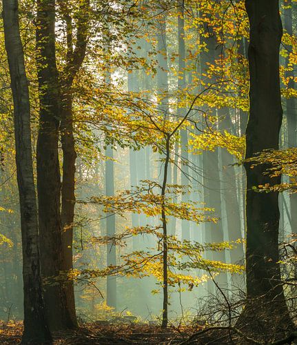 Speulderbos - In de spotlight