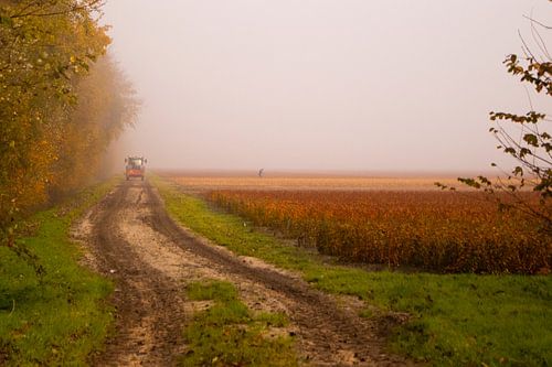 Feld im Nebel