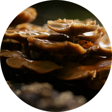 Elfenbank paddenstoelen van Stefan van Nieuwenhoven