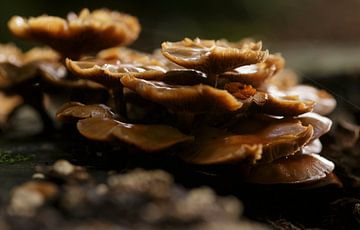 Elfenbank paddenstoelen van Stefan van Nieuwenhoven