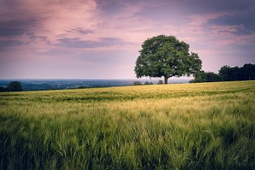 Die alte Eiche im Feld - Ein Sommerabend im Münsterland von Steffen Peters