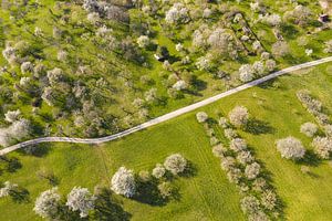 Baumblüte auf der Schwäbischen Alb in Deutschland von Werner Dieterich