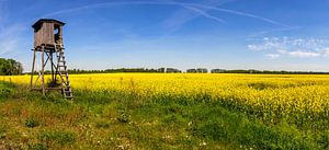 Rapsfeld mit Hochstand für den Jäger