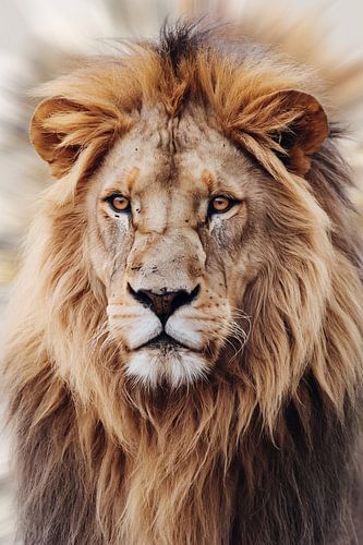Lion majestueux à la crinière dorée