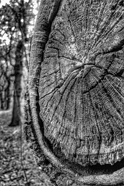 Prehistorische Klok van Truckpowerr