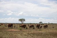 Elefantenherde in der Savanne Kenia, Afrika