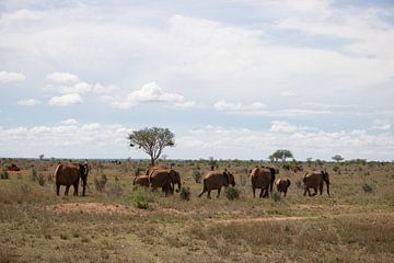 Kudde olifanten op de savanne Kenia, Afrika van Fotos by Jan Wehnert