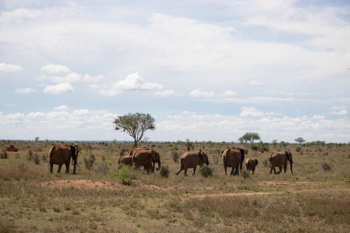 Kudde olifanten op de savanne Kenia, Afrika