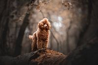 Warmfarbenes Porträt eines Pudelhundes