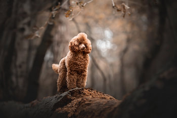 Warmfarbenes Porträt eines Pudelhundes