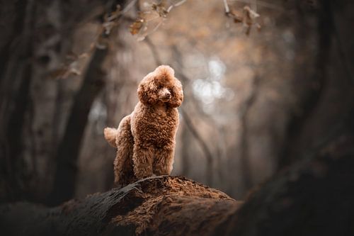 Warm gekleurd portret van een Poedel hond in het bos