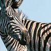 Close-up van een zebra van Suzanne Spijkers