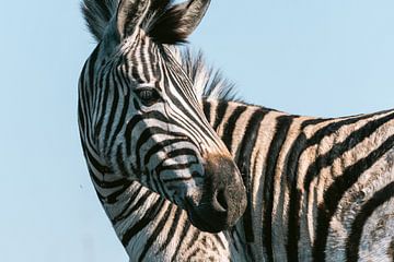 Close-up van een zebra van Suzanne Spijkers