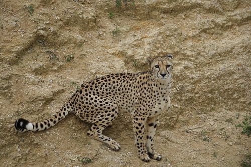 Un guépard