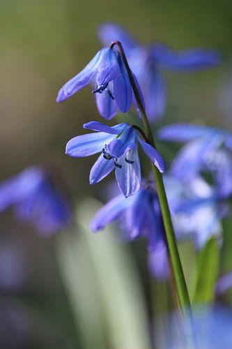 Blauwe Scilla siberica (bosmarmot) bloemen