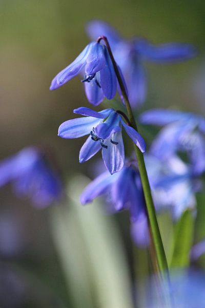 Blaue Blüten von Scilla siberica (Waldkürbis) von Imladris Images