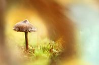 Enchanting mushroom van Michelle Zwakhalen thumbnail