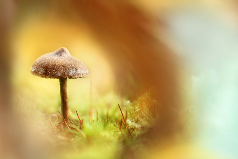 Enchanting mushroom van Michelle Zwakhalen