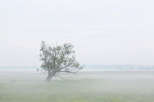 Uiterwaard Elbe
