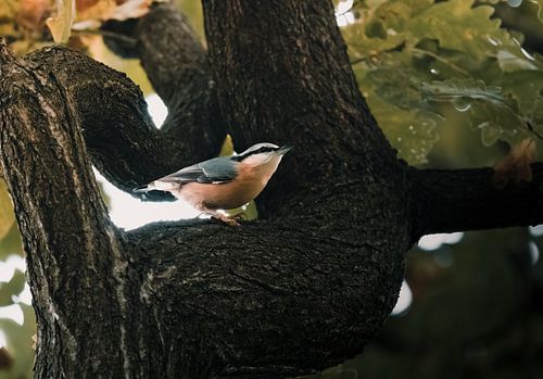 Beautiful nuthatch in sunrise