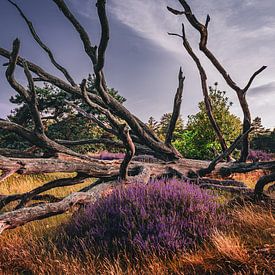 lande abandonnée sur snippefotografie