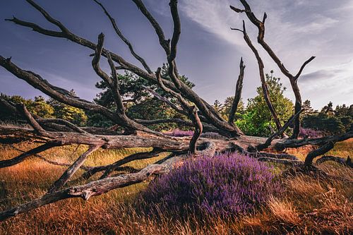 verlassene Heidelandschaft von snippefotografie