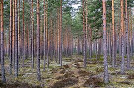 bomen pracht van Geertjan Plooijer