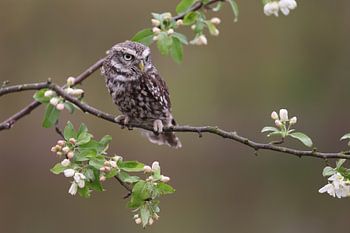 Chouette chevêche (Athene noctua)